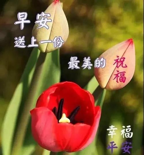 3月8日的祝福