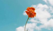 正能量文艺小清新简短唯美句子