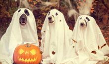 2020万圣节朋友圈文案 万圣节说说有趣搞怪