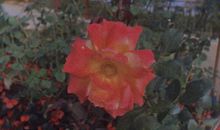 适合发朋友圈的正能量短句