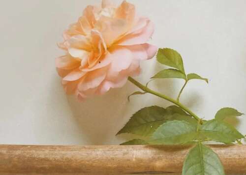 微信上的利基漂亮句子