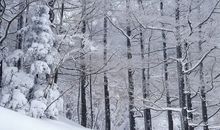 下雪时发朋友圈的好句 文案