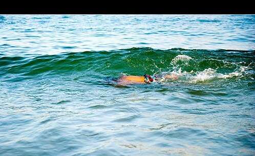 描述在水中玩耍的句子2