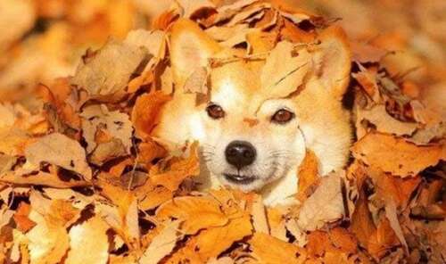 使男人开心的句子