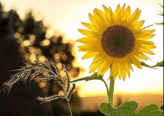 心痛抑郁的句子