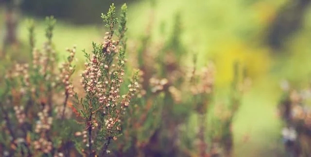 漂亮的句子谈心情1