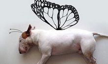 逗人的句子开心的句子