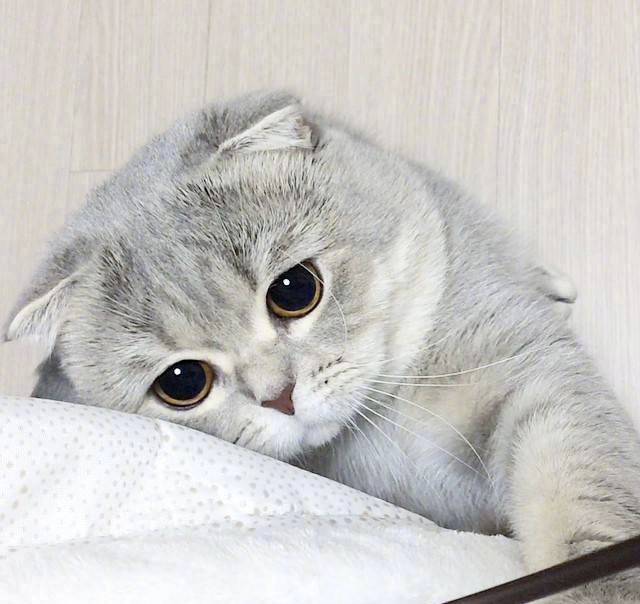 漂亮的句子描述猫1