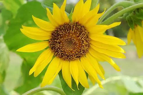 简单的快乐心态句子简短