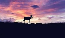 形容爱情心静的句子