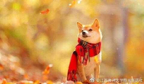 表达自己的快乐句子