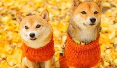 表达自己快乐的句子1