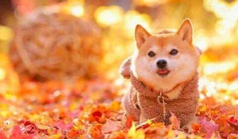 表达自己快乐的句子2