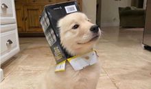 笑得开心的优美句子