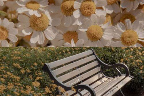 春桃花开的句子1