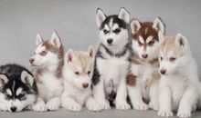 每天开心快乐的句子