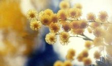 心静的句子与图片