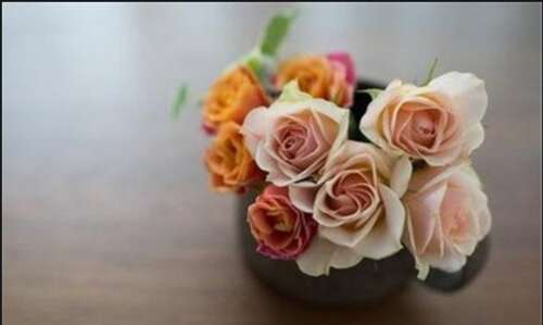 一句话描述玫瑰的美丽2