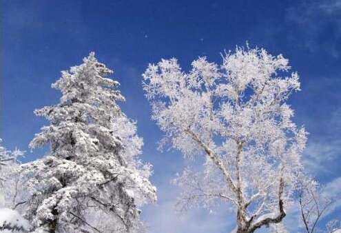 关于保护动物的美丽句子1