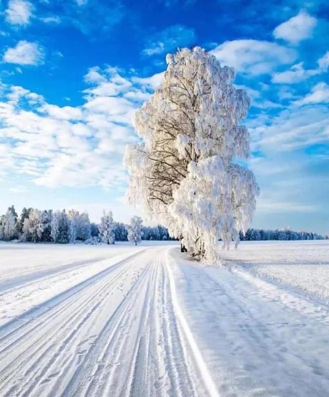 关于保护动物的审美句子