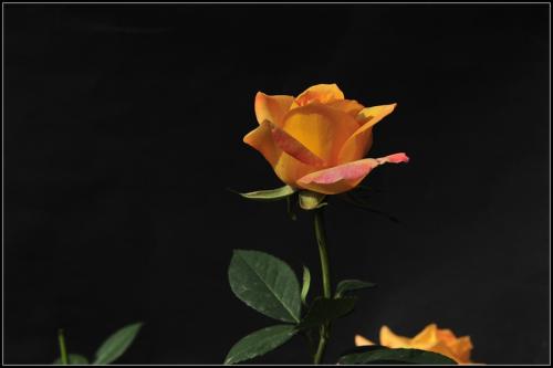 审美句子描述色彩