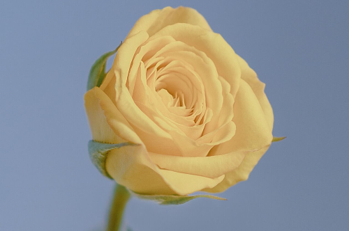 关于想念某人的句子1