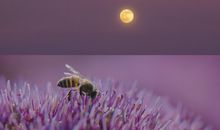 每天开开心心的句子