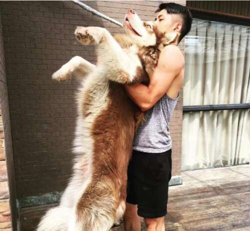 小狼狗闷热的声明