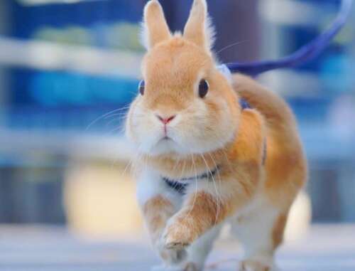 快乐的饮料句子