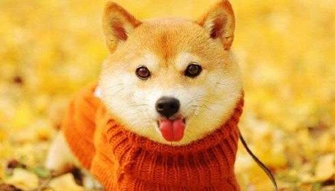 可爱又快乐的句子2