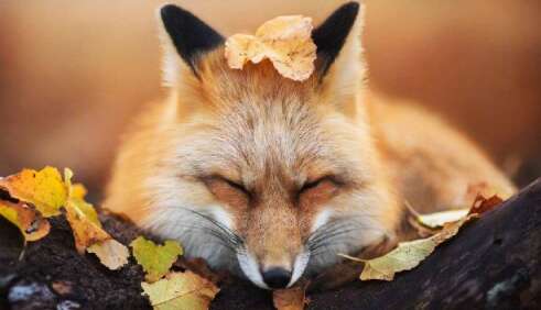 可爱又快乐的句子1