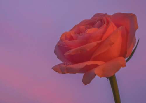 豆阴展现了一对情侣特别热辣的爱情故事2