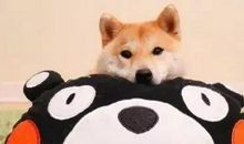 2020网络语言搞笑流行语