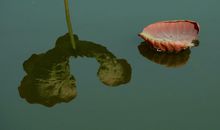 佛家静心的句子