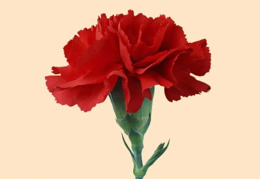 谢谢妈妈温暖的心语