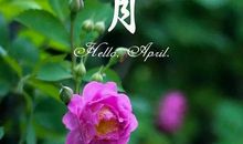 关于四月的朋友圈句子