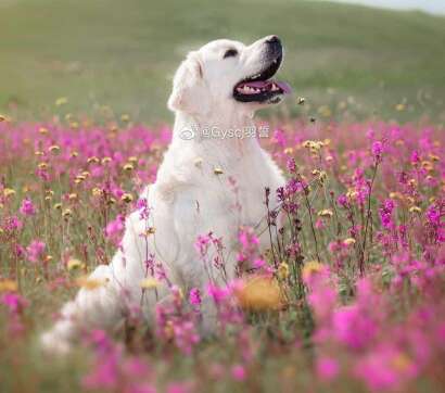 关于任性和幸福的一句话