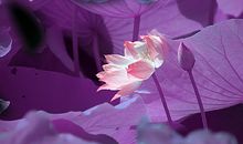 佛说爱情的经典句子