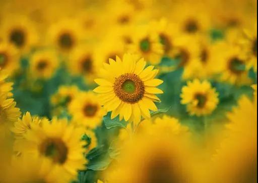 社会语录精神家伙1