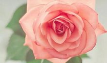 表白情话最暖心一段话对话