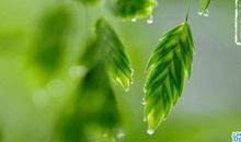 谷雨适合发朋友圈的句子