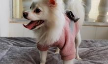 赏油菜花的开心的句子