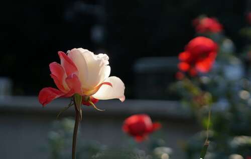 最幸福的句子简洁明了
