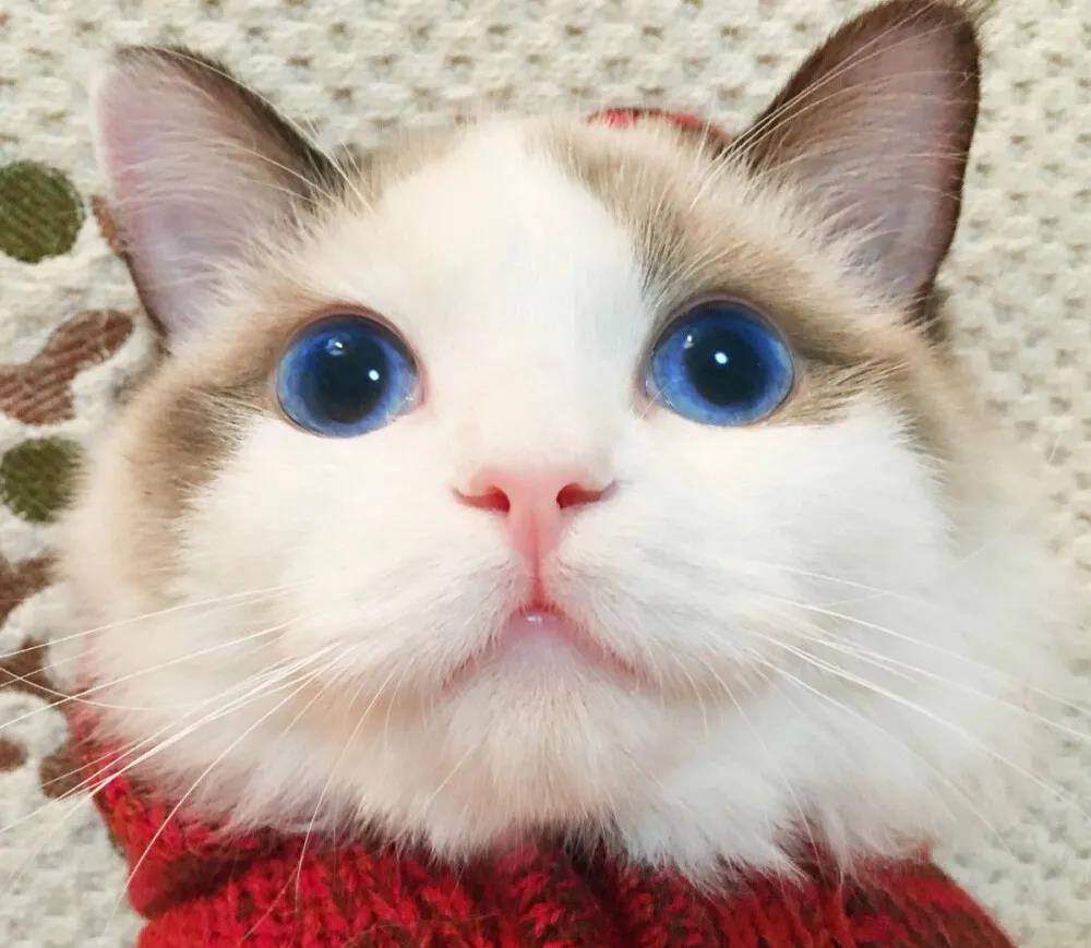 朋友的时刻太阳猫搞笑一句话2