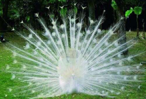 描述幸福的文学和艺术句子1