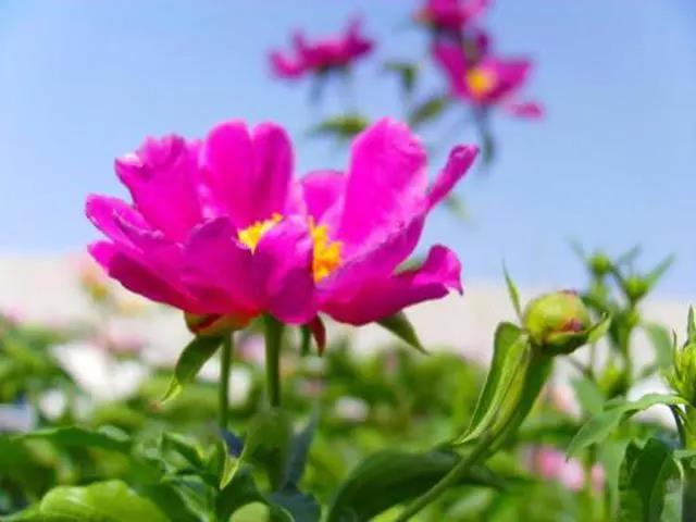 对妈妈说的话简短而温暖