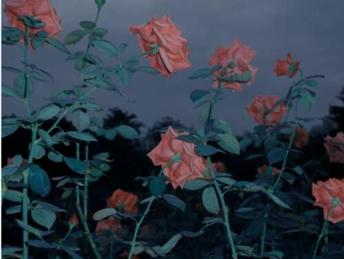 Tik Tok是最受欢迎和悲伤的文案