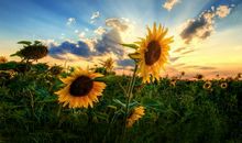 文雅励志的小短句