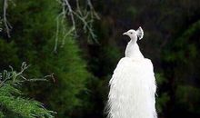 她已经离不开我了我好开心的句子