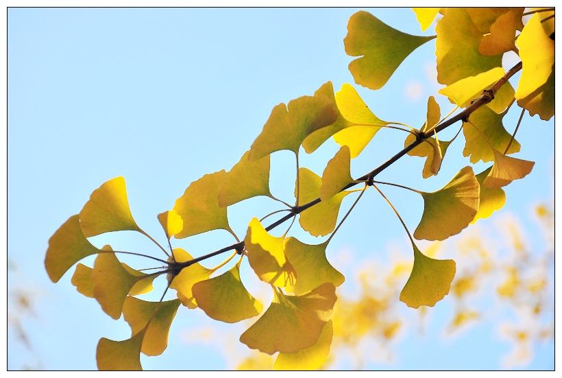 美丽的句子描述秋天的银杏